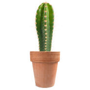 Cactus dans un pot