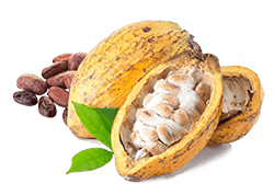 cacao-fruit.png