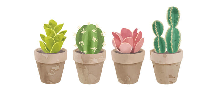 saveur-cactus